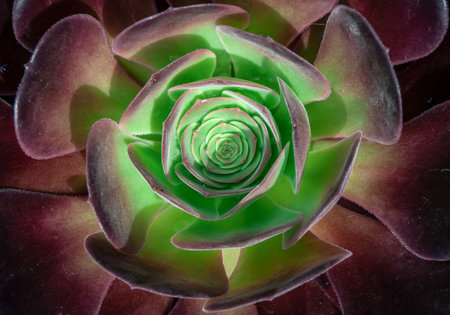 Close-up of Beautiful Aeonium arboreum, Black Aeonium at a botanical garden in spring season, or Irish rose. Top view.の写真素材