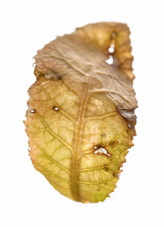 Natural yellow color dry leaves with holes isolated on white background. An dead tropical yellow...