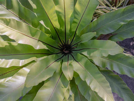 Texture long leaves of Bird's-nest fern Asplenium nidus on background. use it as your Wallpaper, Poster and Space for text, Selective focus.の写真素材
