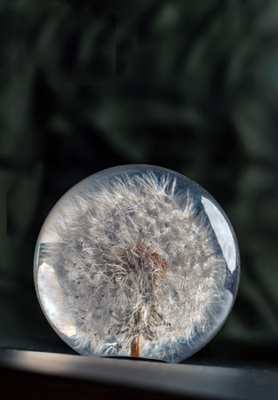 Gorgeous handmade round crystal paperweight with preserved fresh flower dandelion inside on dark...