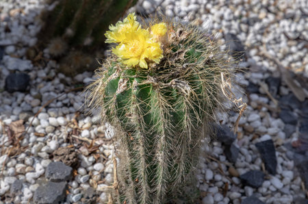 View of Notocactus Warasii or Parodia Warasii with blooming yellow flowers and short cylindrical...