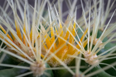 Very detailed view of Sharp white prickles on Ferocactus echidne at close range. Prickly green Parodia polyacantha cactus or Parodia langsdorffii plant, use it as your Space for text, Design, Wallpaper and Poster, Selective focus.の写真素材