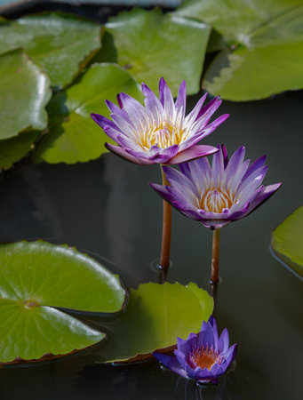 Yellow lotus stamens or Yellow lotus pollen in white purple lotus petals. Blossoming waterlily or Purple lotus flower blooms with green leaves background in the pond with natural daylight. Selective focus.の写真素材