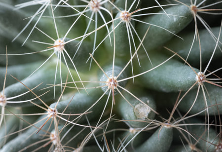 Close-up view of Mammillaria longimamma in detailed with sharp white prickles. Prickly green Finger cactus, Succulent Plant, Cactus flower.の写真素材
