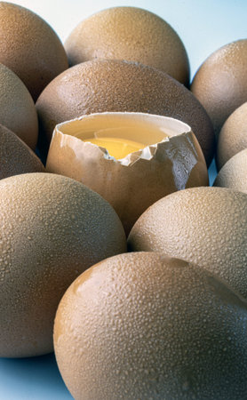 Close-up of Egg yolk in Broken raw chicken eggshell in the among of Fresh chicken egg (Hen egg) on...