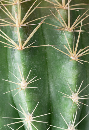 Close-up view of Ferocactus echidne in detailed with sharp white prickles. Prickly green Parodia...