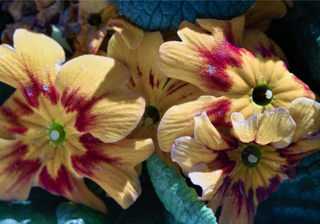 Primula Marietta with its lovely bright yellow petals and a marvellous addition to any garden. Primrose flowers floral with green leaves background, Primula Vulgaris. use it as your Wallpaper, Poster, Design and Space for text, Selected focus.の写真素材