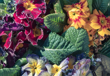 Multicolor primula with Starflame antique shades, Marietta and Flamenco deep purple white edge is a marvellous addition to any garden. Colorful bright primrose flowers floral with green leaves background, Primula Vulgaris. use it as your Copy space, Design, Wallpaper and Poster, Selected focus.の写真素材