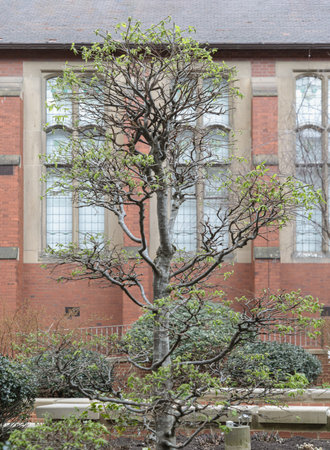Newcastle, UK - Apr 14, 2025 - View of Carpinus Betulus (Topiary) stands in front of historic...