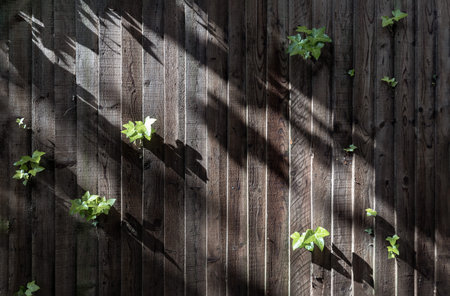Sunlight filtered shining through green leaves and Old wooden fence panels. Light and shadow on...