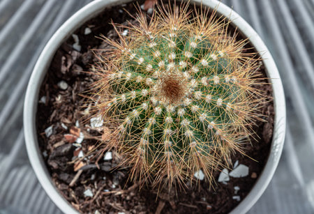 Top view of Parodia leninghausii (Lemon ball cactus) or Echinocactus grusonii (Golden barrel cactus) in plant pot. This species has golden spines, use it as your Wallpaper, Poster and Space for text, Selective focus.の写真素材