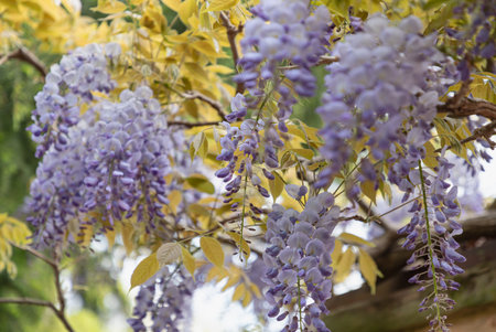 Purple Wisteria Sinensis flowering or Blossoming Chinese Wisteria Trees in the Garden. use it as your Wallpaper, Poster and Space for text, Selective focus.の写真素材