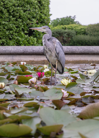 Ardea Cinerea or Grey Heron are tall, long-legged, and long-billed wading birds, S-shaped necks and grey, white, and black plumage. A Hern fisher bird standing in Lotus pond with Blossoming waterlily or Lotus flower blooms, use it as your Wallpaper, Poster and Space for text, Selective focus.の写真素材
