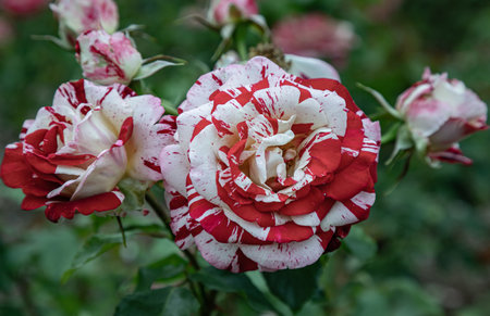 Delightful flowers of the 'Rock & Roll' rose is a Hybrid Tea bush rose on Green leaves background, is a Grandiflora rose cultivar, it bears clusters of very fragrant, burgundy and white striped petals on long stems, use it as your Wallpaper, Poster and Space for text, Selective focus.の写真素材