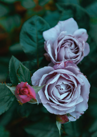 Beauty Rose Flowers 'Silver Shadow' on green leaves background, is a Hybrid Tea rose is silvery-lilac or mauve to pale lavender blooms. Top view, use it as your Wallpaper, Poster and Space for text, Selective focus.の写真素材