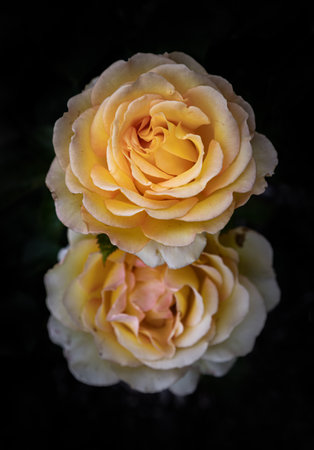 Beautiful Rosa Flowers on dark background, which is a floribunda rose in clusters of small, with creamy-yellow flowers to amber blooms, Top view, use it as your Wallpaper, Poster and Copy space, Selective focus.の写真素材