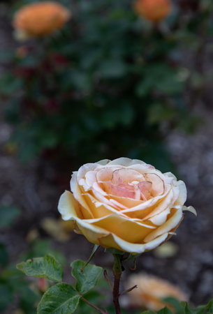 Delightful Rosa Flowers on natural background, which is a floribunda rose is clusters of small, with creamy-yellow flowers to amber blooms, use it as your Wallpaper, Poster and Copy space, Selective focus.の写真素材
