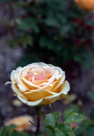 Delightful Rosa Flowers 'Happy Birthday' on natural background, which is a floribunda rose is clusters of small, with creamy-yellow flowers to amber blooms, use it as your Wallpaper, Poster and Copy space, Selective focus.の写真素材