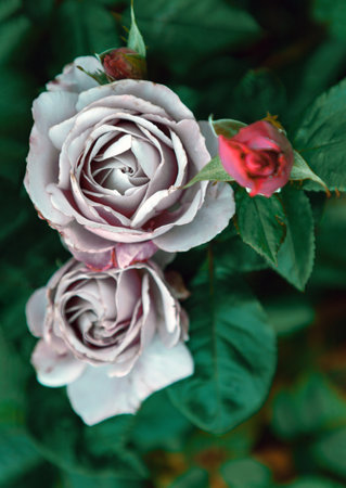 Beauty Rose Flowers 'Silver Shadow' on green leaves background, is a Hybrid Tea rose is silvery-lilac or mauve to pale lavender blooms. Top view, use it as your Wallpaper, Poster and Space for text, Selective focus.の写真素材