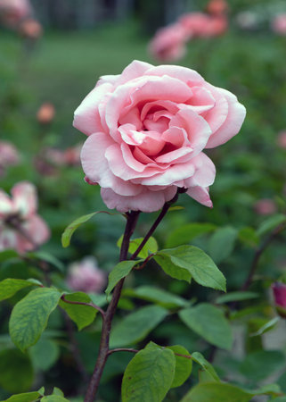 Delightful Pink Rose Flowers 'Thelma Barlow' is a hybrid tea rose on green leaves background, and its leaves have been studied for their phytochemical and antioxidant properties. use it as your Wallpaper, Poster and Space for text, Selective focus.の写真素材
