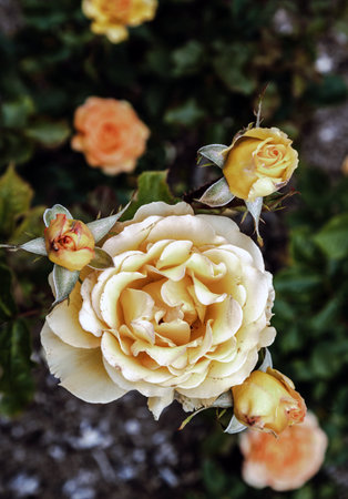 Delightful Rosa Flowers on natural background, which is a floribunda rose is clusters of small, with creamy-yellow flowers to amber blooms, Top view, use it as your Wallpaper, Poster and Copy space, Selective focus.の写真素材