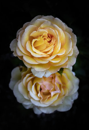 Beautiful Rosa Flowers on dark background, which is a floribunda rose is clusters of small, with creamy-yellow flowers to amber blooms, Top view, use it as your Wallpaper, Poster and Copy space, Selective focus.の写真素材
