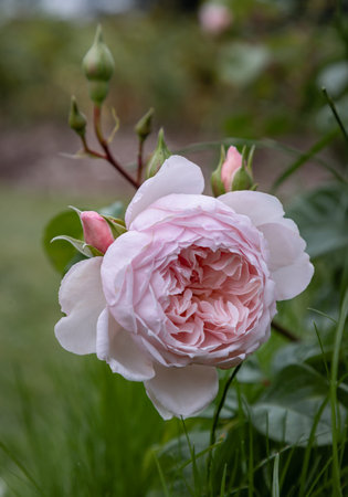 Pretty Pink Rose Flowers 'Blessings' a type of hybrid tea rose for its large, fragrant, coral pink blooms that appear continuously from early summer to late autumn. use it as your Wallpaper, Poster and Space for text, Selective focus.の写真素材