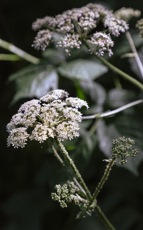 Sunlight shines on the surface of the Angelica polymorpha plant (Wild Angelica) with clusters of small white flowers. Light and Shadow, use it as your Wallpaper, Poster and Copy space, Selective focus.の写真素材