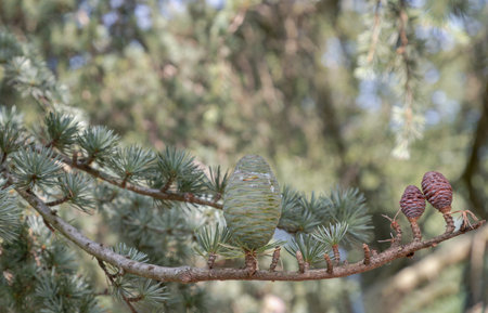 Conifer with Immature pine cones in a tree. Cedrus atlantica, Cedrus brevifolia, Cyprus cedar, Cedrus deodara, use it as your Wallpaper, Poster and Copy space, Selective focus.の写真素材