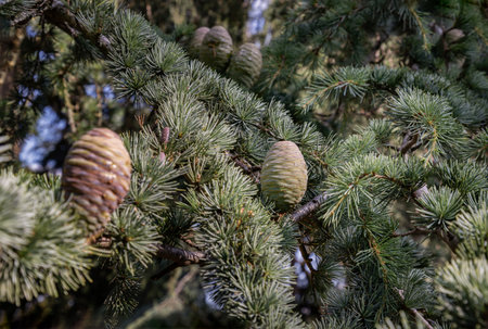 Conifer with Immature pine cones in a tree. Cedrus atlantica, Cedrus brevifolia, Cyprus cedar, Cedrus deodara, use it as your Wallpaper, Poster and Copy space, Selective focus.の写真素材