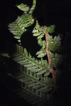 Sunlight shines on the surface of the green ferns leaves. Dark green fern leaves background, Perfect natural tropical plants fern pattern, Light and Shadow, use it as your Wallpaper, Poster and Space for text, Selective focus.の写真素材