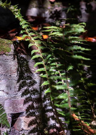 Sunlight shines on the surface of the green ferns leaves. Dark green fern leaves background, Perfect natural tropical plants fern pattern, Light and Shadow, use it as your Wallpaper, Poster and Space for text, Selective focus.の写真素材
