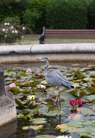 Ardea Cinerea or Grey Heron are tall, long-legged, and long-billed wading birds, S-shaped necks and grey, white, and black plumage. A Hern fisher bird standing in Lotus pond with Blossoming waterlily or Lotus flower blooms, use it as your Wallpaper, Poster and Space for text, Selective focus.の写真素材