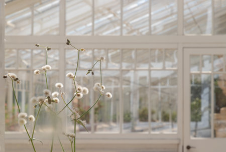 Pretty Dandelions (Taraxacum) characterized by their slender stems topped with fluffy white seed heads, Dandelions plants growing in a conservatory (Greenhouse) with the glass panes and framework visible in the background.の写真素材