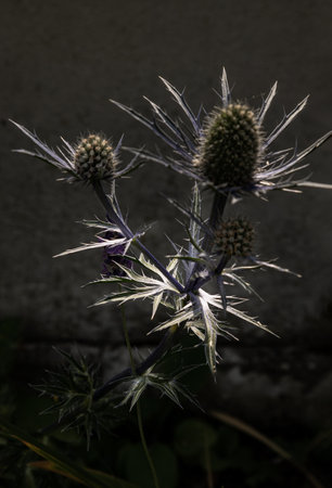 a silhouette of Eryngium Ã zabelii 'Jos Eijking' (Sea Holly) known for its distinctive spiky, metallic-toned foliage and thistle-like flower heads against a black background. The dark background and lighting emphasize the plant's structural elements and the subtle metallic sheen of its blue flowers, creating a visually striking contrast. use it as your Wallpaper, Poster and Space for text, Selective focus.の写真素材