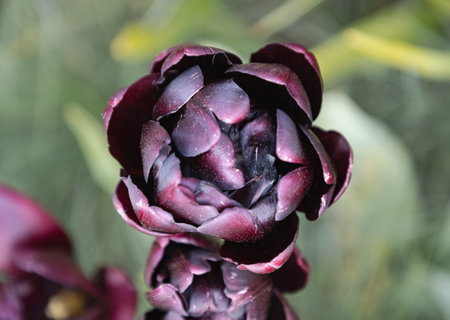 Delightful Deep purple tulip. Dark purple tulip flowers on a blurred green background in spring, use...