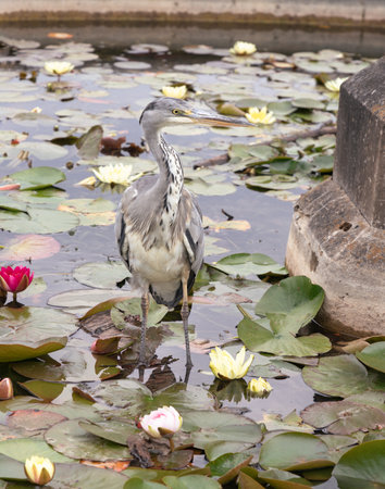 Ardea Cinerea or Grey Heron are tall, long-legged, and long-billed wading birds, S-shaped necks and grey, white, and black plumage. A Hern fisher bird standing in Lotus pond with Blossoming waterlily or Lotus flower blooms, use it as your Wallpaper, Poster and Space for text, Selective focus.の写真素材