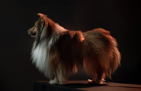 a sable and white Shetland Sheepdog (Sheltie) in a striking side view on a dark background. The dog exhibits a luxurious long coat and fluffy mane, which are characteristic features of the breed. Shelties typically have a long, thick double coat in various colors.の写真素材