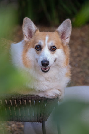 With a happy, open-mouthed expression, a sitting Pembroke Welsh Corgi looked at the camera. Space for text, Selective focus.の写真素材