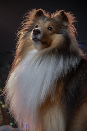 A striking, sable and white Shetland Sheepdog looks upward against a deep black backdrop, its...