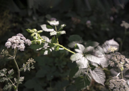 Sunlight shines on the surface of the Angelica sylvestris plant (Wild Angelica) with clusters of...