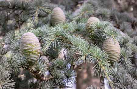 Conifer with Immature pine cones in a tree. Cedrus atlantica, Cedrus brevifolia, Cyprus cedar,...