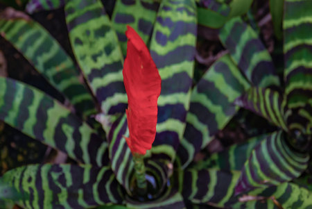 Aechmea zebrina (Bromeliaceae) full bloom grown in a botanic garden.