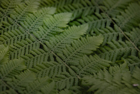 Under the leaf of Cyathea Medullaris (Black Tree Fern) growing in a tropical garden. texture in...