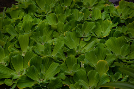 Pistia is a genus of aquatic plant in the arum family, Araceae. The single species it comprises,...