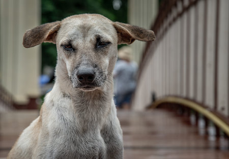 A dog standing on a Wood bridge walkway over the swamps on a rainy day.