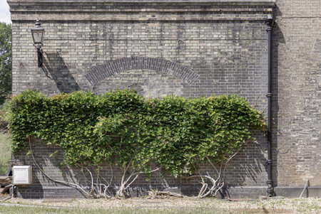 London, UK - Jun 16, 2025 - Vibrant Boston ivy (Parthenocissus tricuspidata) artfully adorns the London Museum of Water & Steam, its verdant growth softening the textured, historic facade of the Victorian-era masonry.のeditorial素材