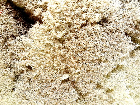 Spongeの写真素材