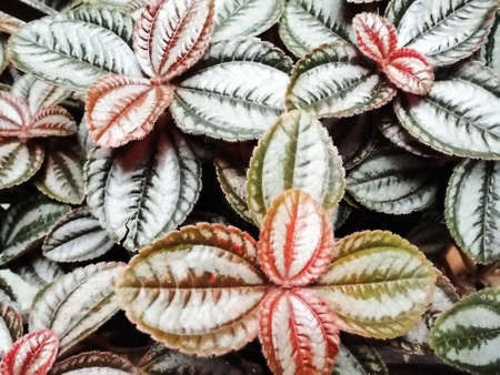 The Small Ornamental Plantsの写真素材