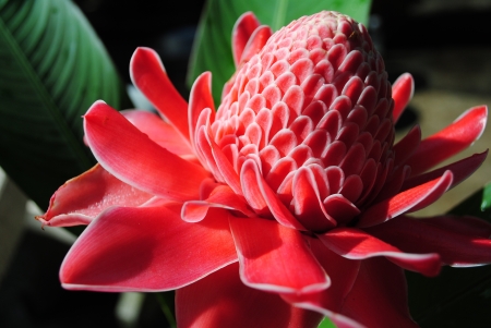 flowerの写真素材